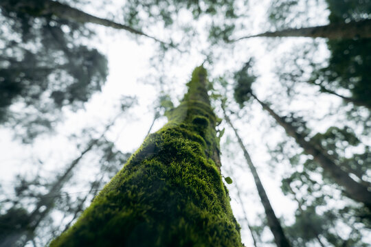 Low angle view looking up a tall mossy tree trunk with ferns in a misty rainforest.