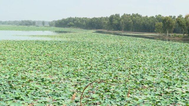 A wide view of a tranquil water lake, with nearly half of its surface naturally covered by dense clusters of vibrant green floating aquatic leaves. 4k video