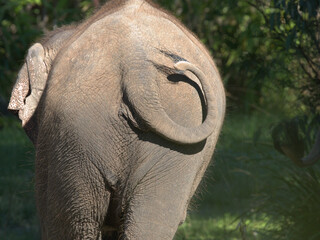 Naklejka premium Rear View of an Asian Elephant Walking Through Green Foliage