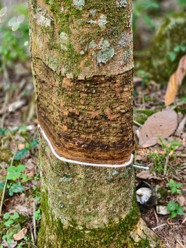Close-up of a rubber tree trunk showing tapping cuts with white latex liquid dripping in a plantation.