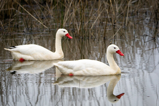 Hermosa pareja de cisnes coscoroba, nadan en armon&iacute;a con la naturaleza..