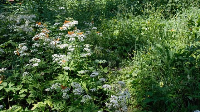 Video of Argynnis butterflies sit on ground elder or Aegopodium podagraria flowers.