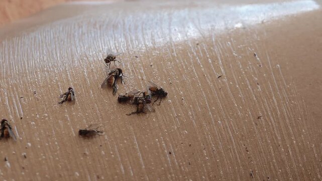Detailed close up of bees interacting on smooth surface highlighting their activity and textures.