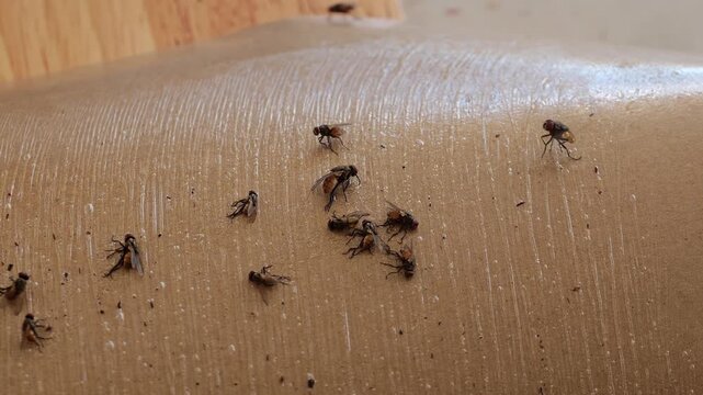 Close up view of bees collecting nectar on honeycomb surface showcasing their activity and natural behavior.