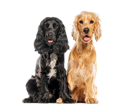 English cocker spaniels sitting together displaying friendship