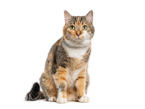 Calico domestic shorthair cat sitting and looking ahead