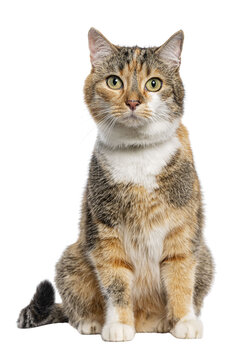 Tortoiseshell tabby cat sitting isolated on transparent background
