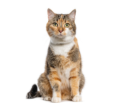 Domestic cat sitting calmly on white background