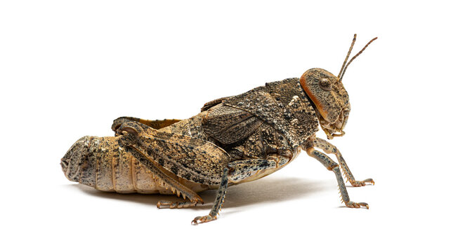 Crau plain grasshopper prionotropis rhodanica profile