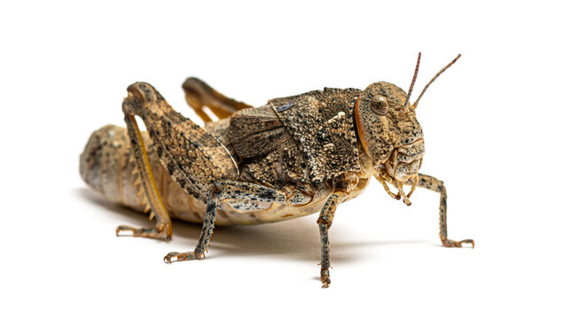 Crau plain grasshopper prionotropis rhodanica standing on white background
