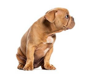 Obraz premium french bulldog puppy, three months old, sitting and looking away