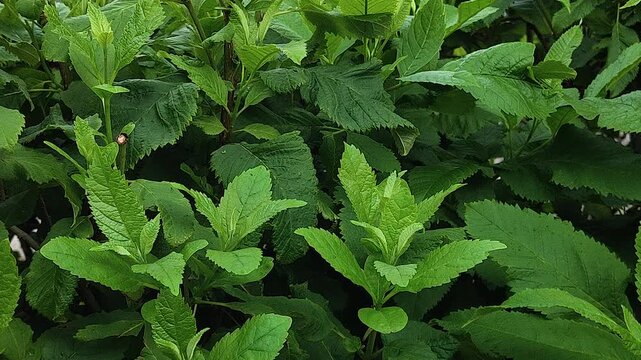 Herb plant leaves close up with serrated edges and lush green foliage, natural garden background, fresh mint like leaves growing outdoors.