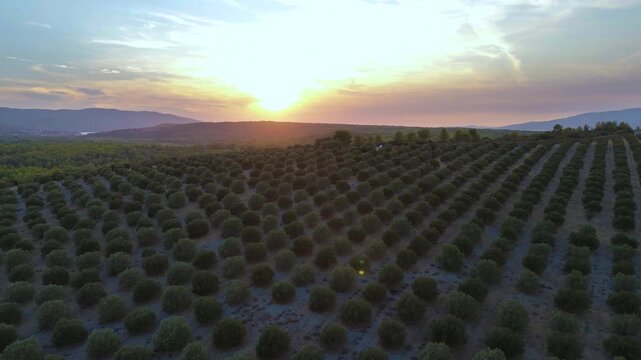 Aerial view of olive groves stretching across rolling Mediterranean farmland at sunset, with rows of olive trees glowing beneath warm evening light and distant hills drone at sunset