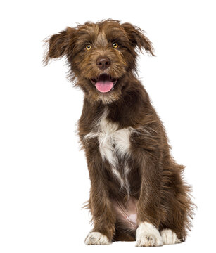 Happy brown puppy sitting looking at camera