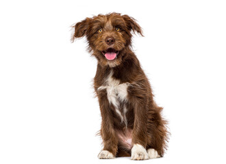 Naklejka premium Brown mixed breed puppy sitting panting, looking cheerful