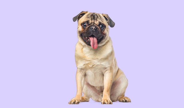Pug sitting with tongue out on purple background