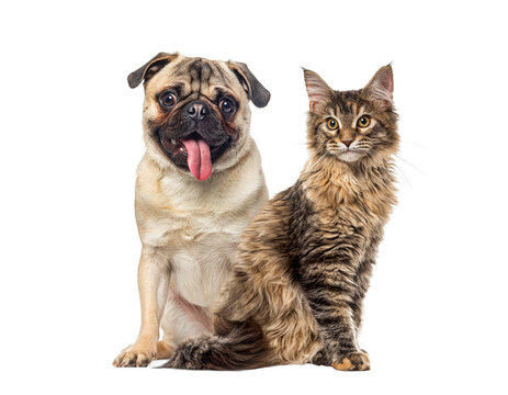 Pug and maine coon cat sitting together friendship concept