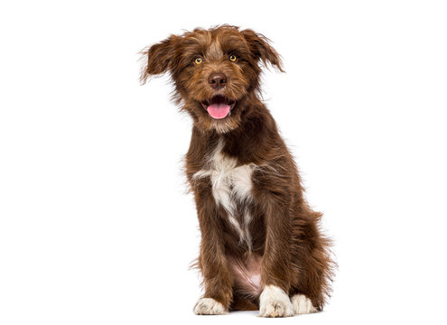 Brown mixed breed puppy sitting panting, looking cheerful