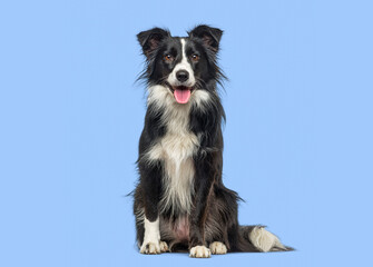 Obraz premium Border collie dog sitting looking at camera