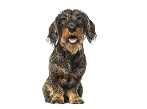 Wire haired dachshund dog panting, sitting, transparent background