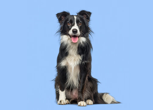 Border collie dog sitting looking at camera