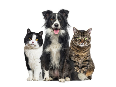 Domestic pets posing together on transparent background