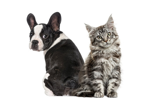 French bulldog puppy and maine coon kitten friendship transparent background