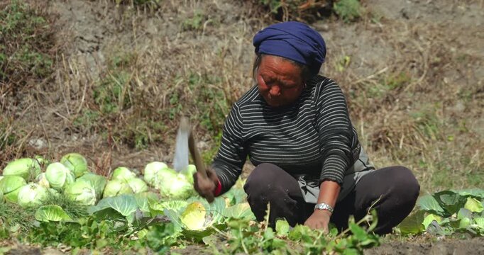 Annapurna Circuit, Mustang Nepal, Medium close-up shot of a local woman wearing a blue headscarf squatting in an agricultural field while harvesting cabbages