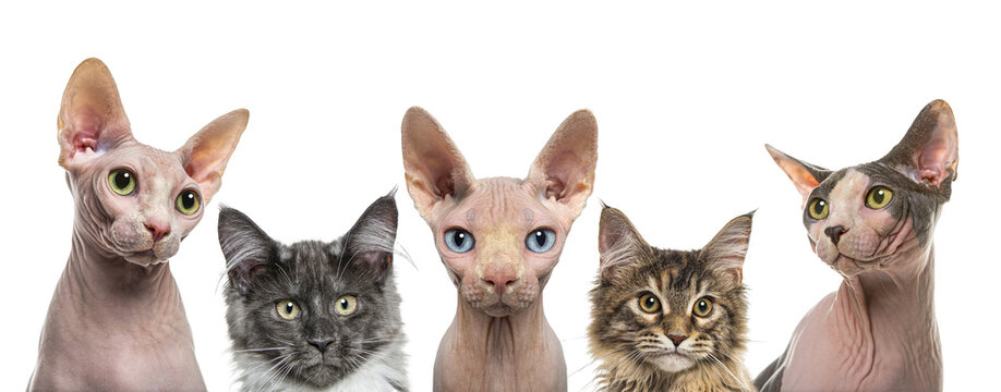 Different cat breeds showing variety and domestic pet diversity