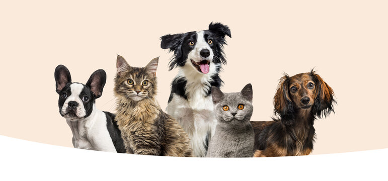 Group of various domestic companion animals posing