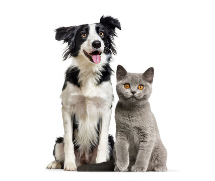 Border collie and british shorthair cat sitting together