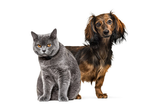 Domestic cat and dog standing together displaying friendship