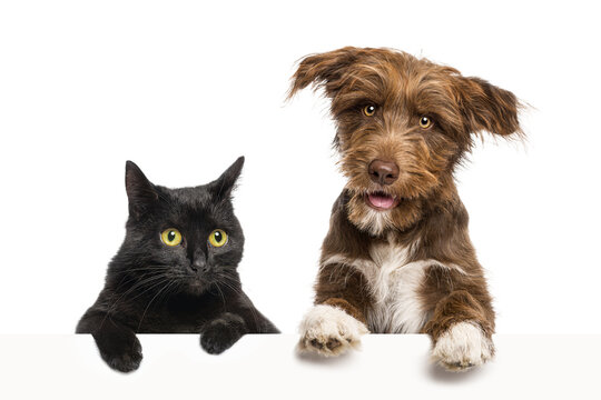 Black cat and brown dog peeking over banner