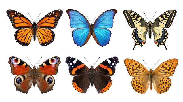 Colorful butterfly collection with 6 realistic species, vibrant monarch and morpho butterfly set, isolated insects on white background