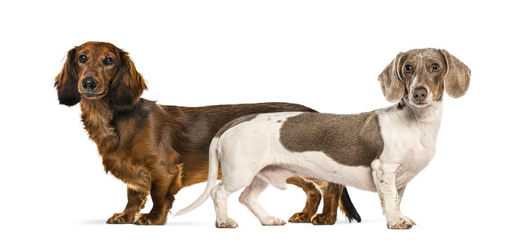 Two purebred dachshund dogs standing transparent background