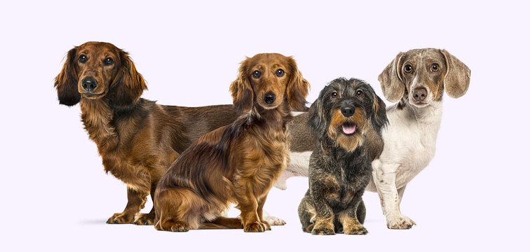Group of dachshund dogs standing and sitting together