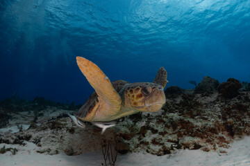 Big turtle swimming with two friends © Carlos