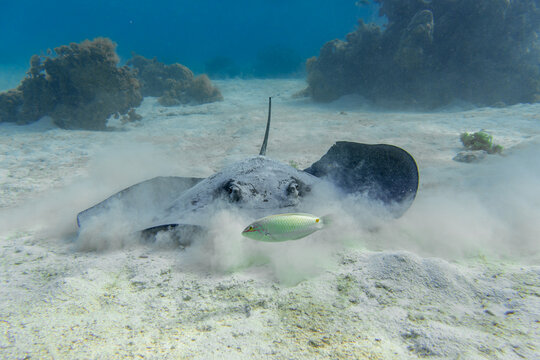 Stingray watching the fish