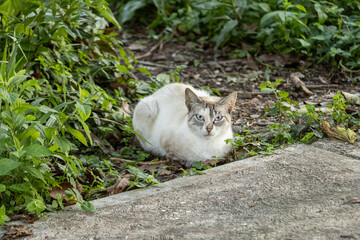 Cat © Richard