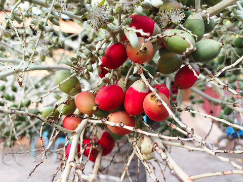 Vibrant bunch of foxtail palm fruits: a striking mix of red and green berries, like Christmas in the tropics! Short, sharp, sweet.