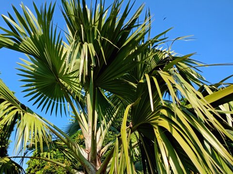 coconut palm tree A detailed upward view shows the crown, trunk and base structure of a mature fan palm tree; it radiates fan-shaped green fronds against a bright blue sky with the silhouette of a bir