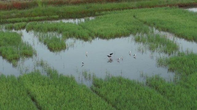 チャイナットの田園風景の空撮　ชัยนาท　Rice feild, Chai Nat　Drone Shooting