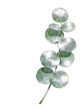 Eucalyptus sprig watercolor clipart