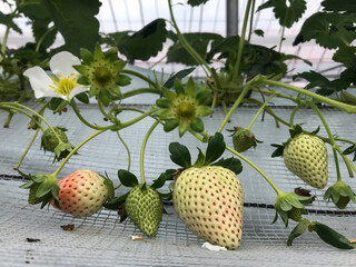 Strawberries growing and ripening in a greenhouse in Kagoshima, Japan © yosuke fukudome