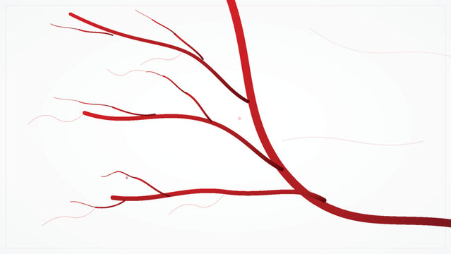 Red blood vessel branching network vector illustration on white background