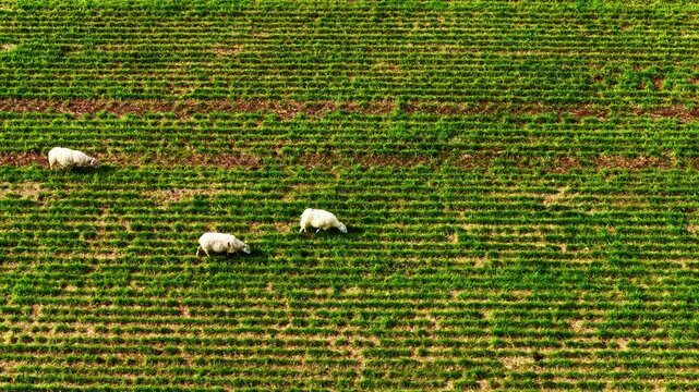Aerial view of sheep grazing in a green field in the countryside of Jelgava, Latvia.