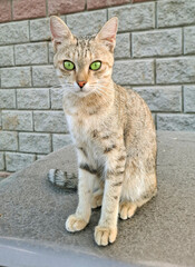 cat on the wall © Sunday