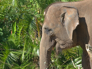 Naklejka premium Profile View of an Asian Elephant in a Lush Tropical Forest