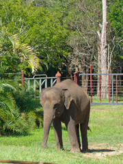 Naklejka premium Young Asian Elephant Standing in Grassy Enclosure at Zoo