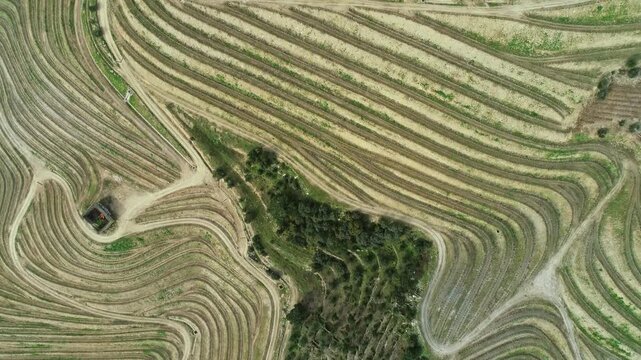 Aerial view of terraced vineyards in the Douro River valley, showcasing the intricate patterns of the agricultural landscape in Portugal.